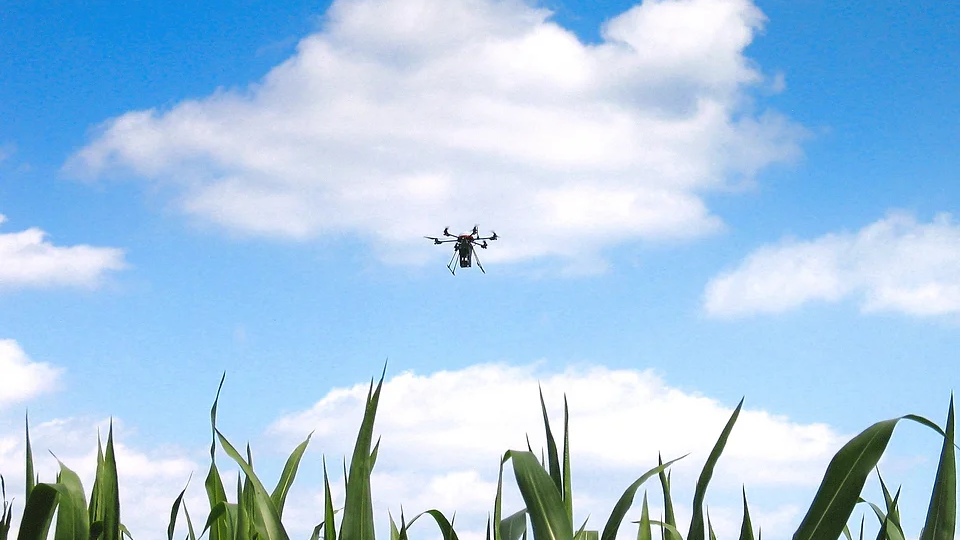 Drohne verteilt Trichogramma-Schlupfwespen über Mais – natürliche Schädlingsbekämpfung mit geringem Aufwand. Drohne verteilt Trichogramma-Schlupfwespen über Mais – natürliche Schädlingsbekämpfung mit geringem Aufwand. - Mais_edited