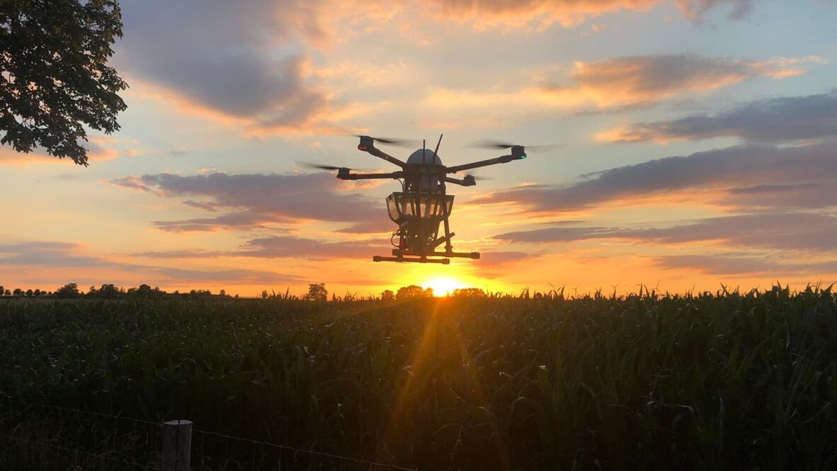 Effiziente Schädlingsbekämpfung – Drohne verteilt Trichogramma-Schlupfwespen über Mais. Effiziente Schädlingsbekämpfung – Drohne verteilt Trichogramma-Schlupfwespen über Mais. - 290405041_5393175184038116_1394324776781891517_n