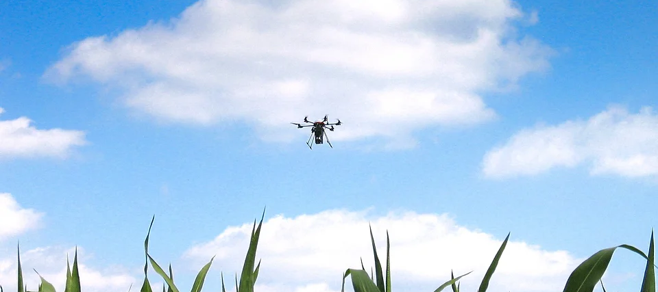 Drohne verteilt Trichogramma-Schlupfwespen über Mais – natürliche Schädlingsbekämpfung mit geringem Aufwand. Drohne verteilt Trichogramma-Schlupfwespen über Mais – natürliche Schädlingsbekämpfung mit geringem Aufwand. - Mais_edited