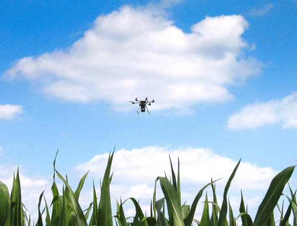Drohne verteilt Trichogramma-Schlupfwespen über Mais – natürliche Schädlingsbekämpfung mit geringem Aufwand. Drohne verteilt Trichogramma-Schlupfwespen über Mais – natürliche Schädlingsbekämpfung mit geringem Aufwand. - Mais_edited